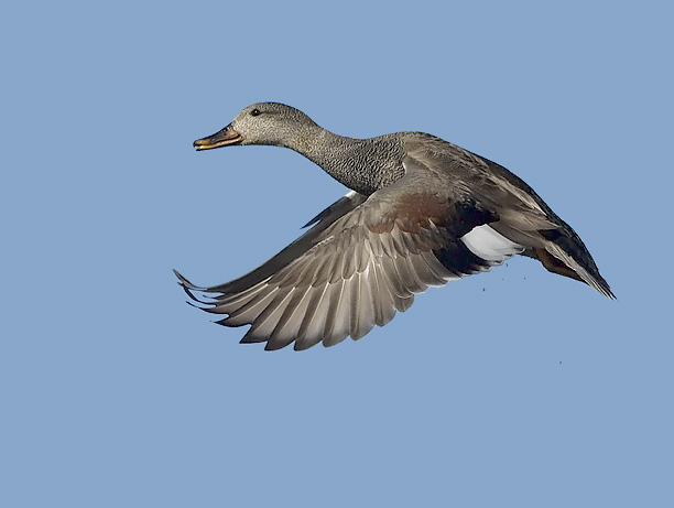 Harmaasorsa, Gadwall, Anas strepera